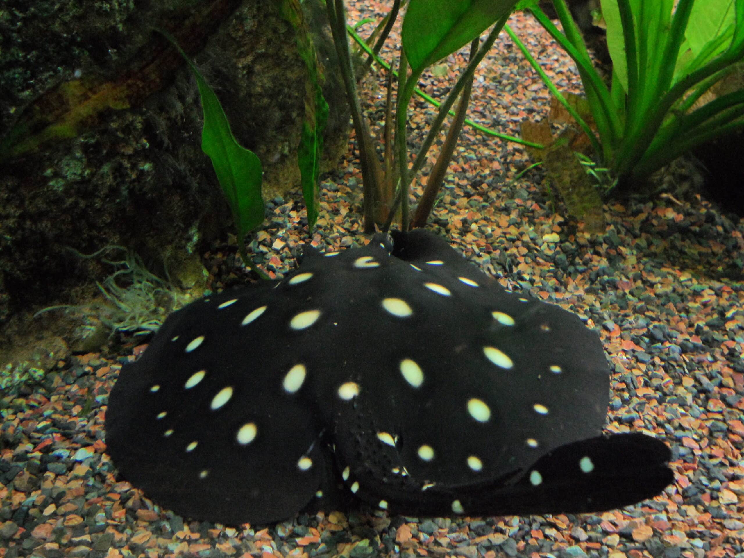 Polka-dot stingray New England Aquarium Polka-dot stingray New England Aquarium Xingu River Ray