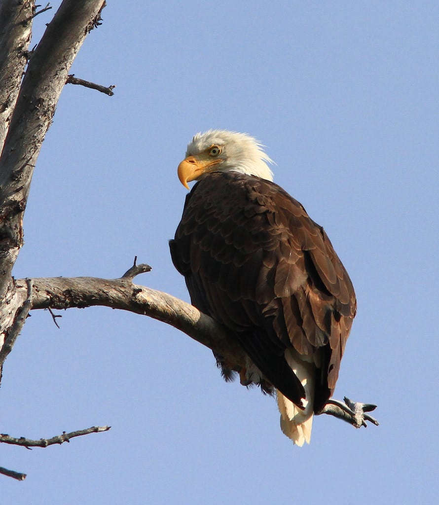Águila calva / American Bald Eagle / Haliaeetus leucocephalus Águila calva / American Bald Eagle / Haliaeetus leucocephalus