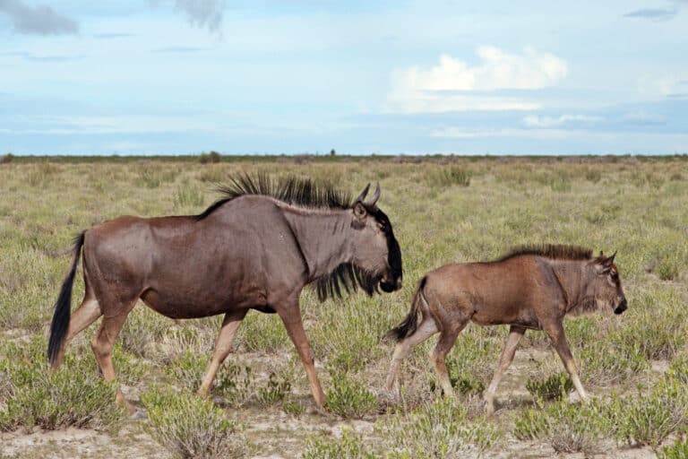Blue wildebeest (Connochaetes taurinus taurinus) female and calf Blue wildebeest (Connochaetes taurinus taurinus) female and calf