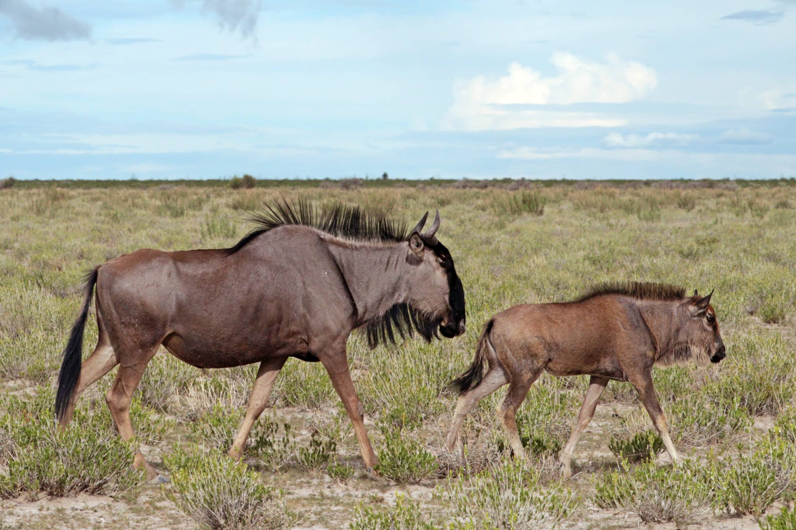 Blue wildebeest (Connochaetes taurinus taurinus) female and calf Blue wildebeest (Connochaetes taurinus taurinus) female and calf