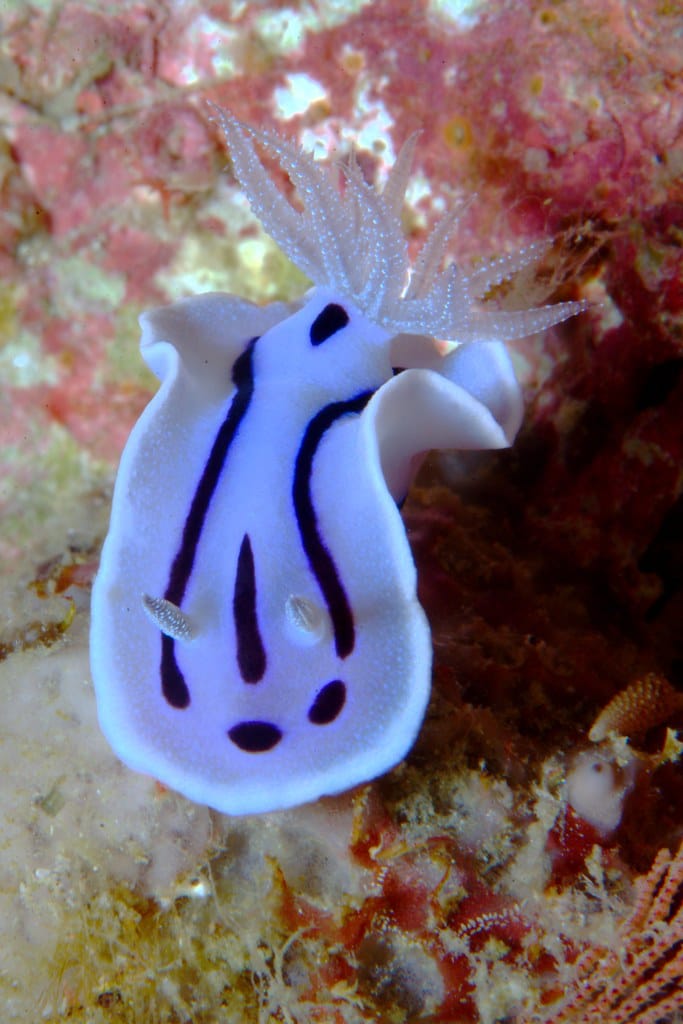 Chromodoris willani Chromodoris willani