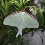 Luna Moth