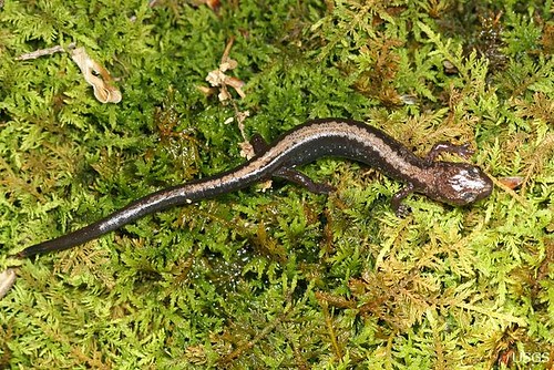 Shenandoah Salamander and Climate Shenandoah Salamander and Climate