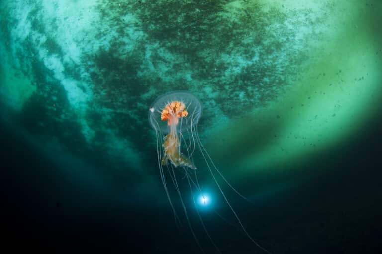 Ice planet and antarctic jellyfish Ice planet and antarctic jellyfish