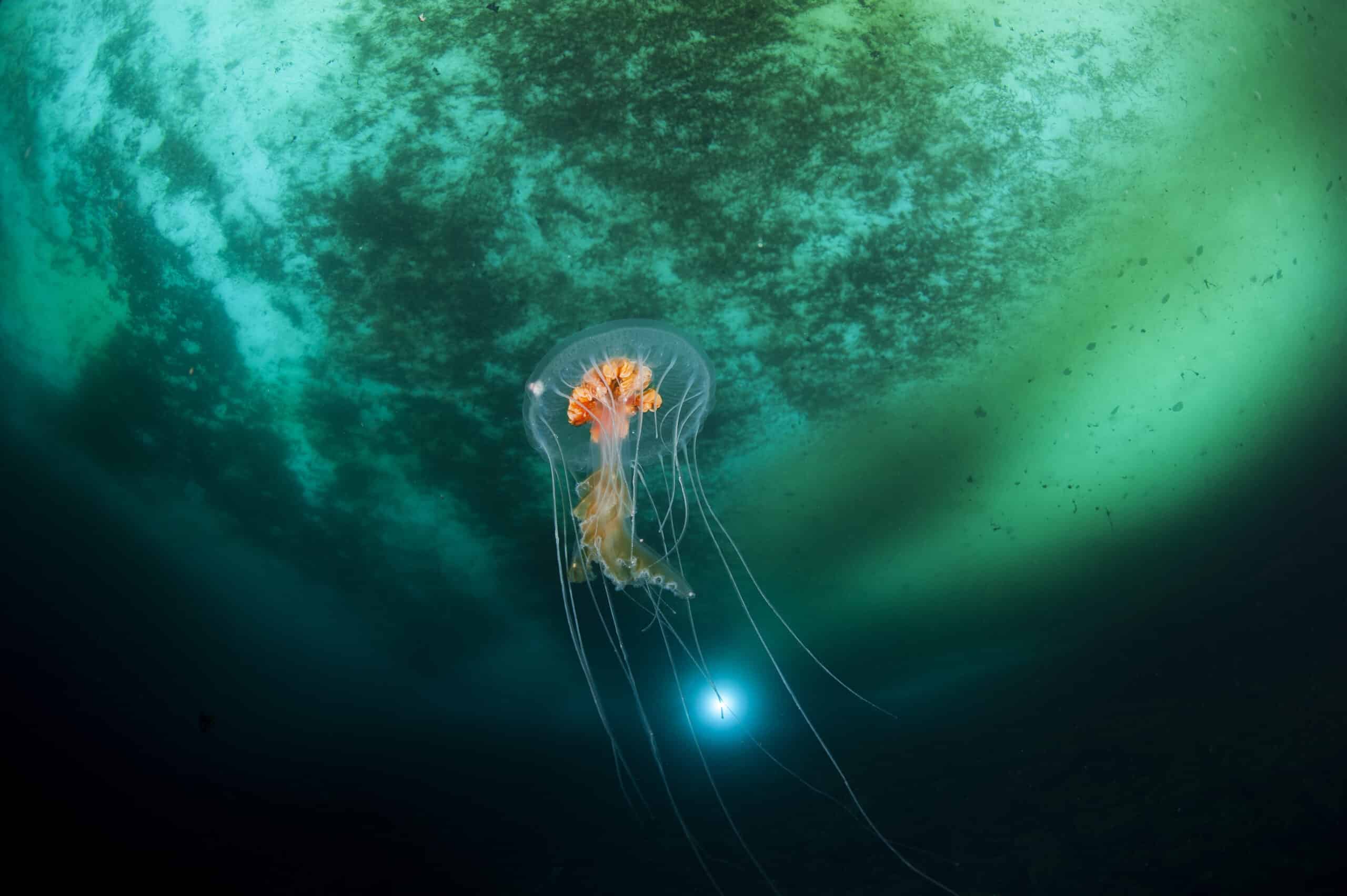 Ice planet and antarctic jellyfish Ice planet and antarctic jellyfish