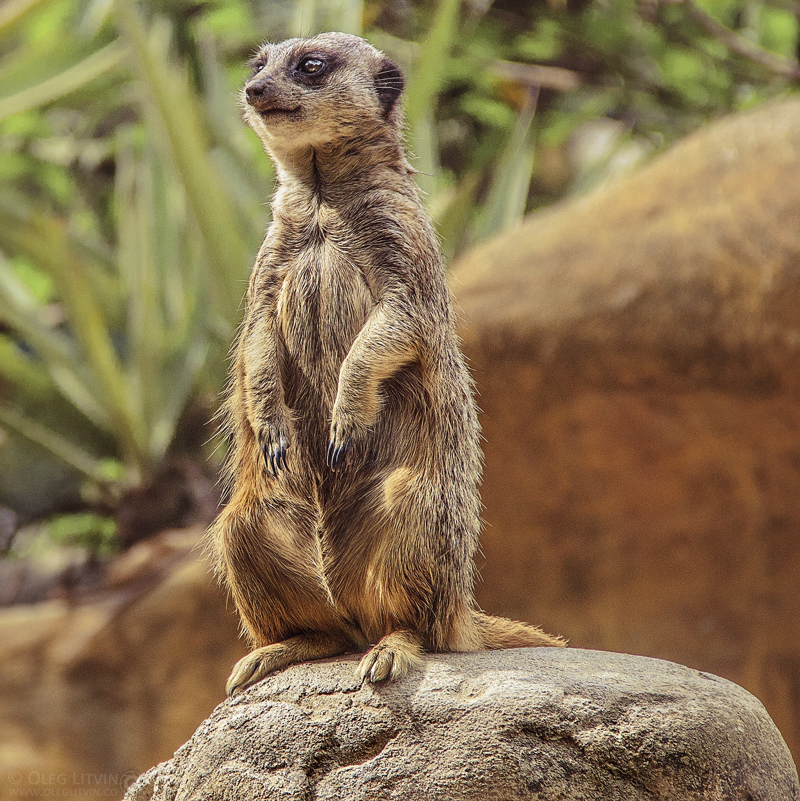 File:Oleg Litvin – Meerkat (Suricata).jpg