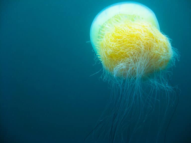 Nomura jellyfish 2009 Korea b Nomura jellyfish 2009 Korea b