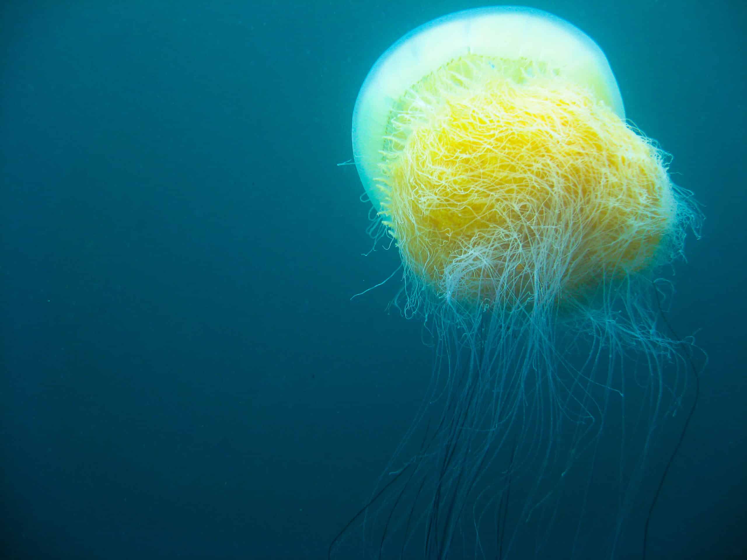 Nomura jellyfish 2009 Korea b Nomura jellyfish 2009 Korea b