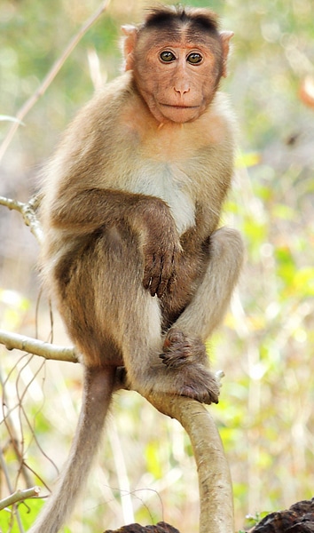Bonnet macaque (Macaca radiata) Photograph By Shantanu Kuveskar Bonnet macaque (Macaca radiata) Photograph By Shantanu Kuveskar