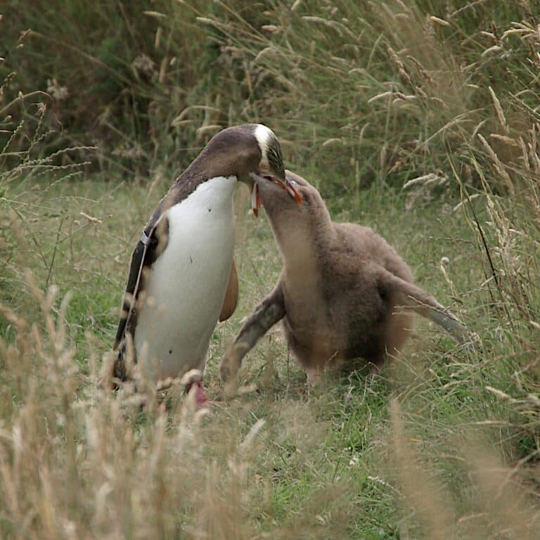 Megadyptes antipodes -Dunedin, New Zealand -adult feeding chick-8