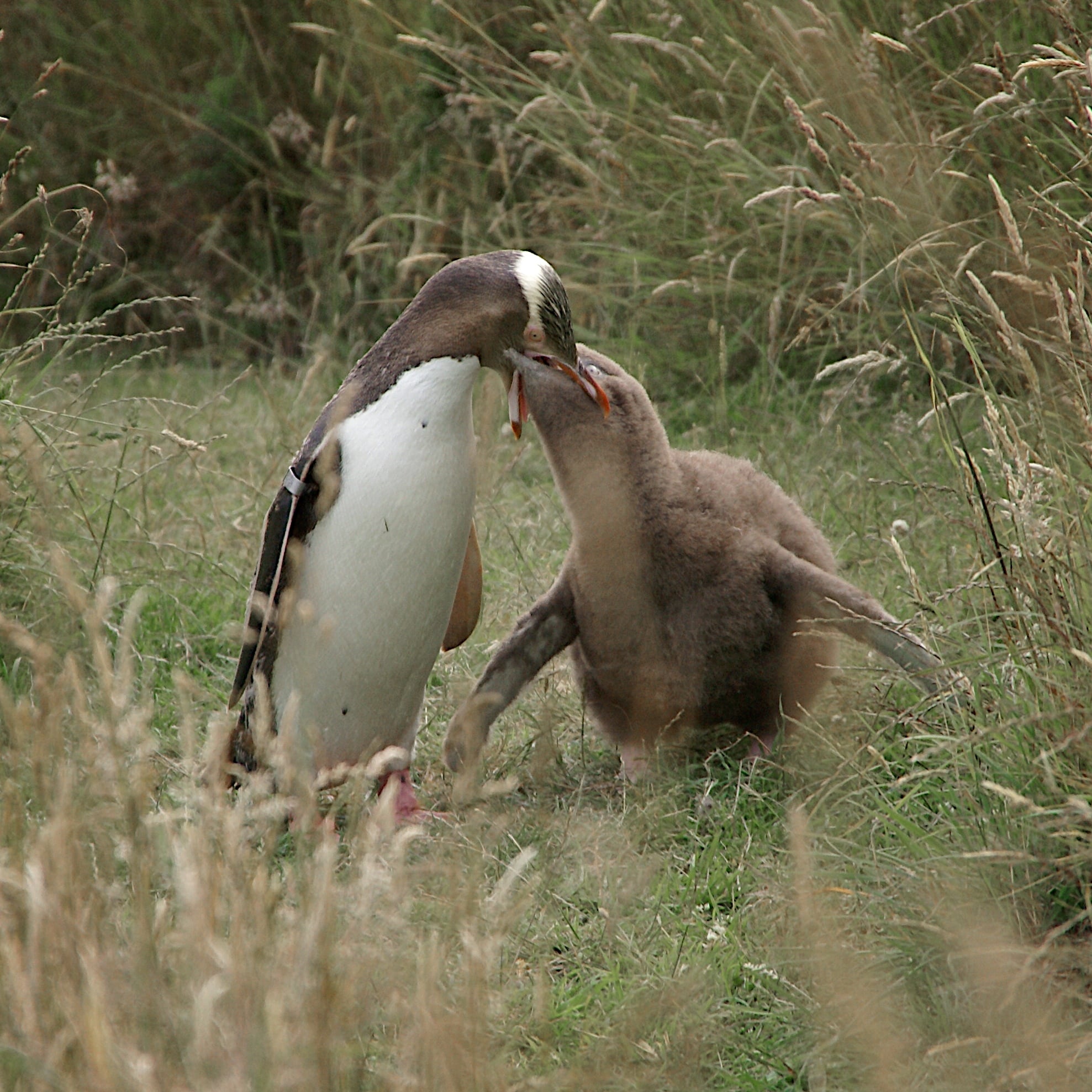 Megadyptes antipodes -Dunedin, New Zealand -adult feeding chick-8
