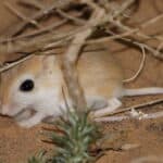 Pygmy Gerbil imported from iNaturalist photo 260302397 on 14 February 2024