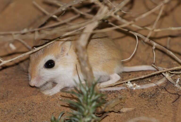 Pygmy Gerbil imported from iNaturalist photo 260302397 on 14 February 2024 Gerbil