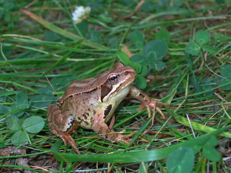 Rana temporaria ssp. (Pyrénées Orientales 66) Rana temporaria ssp. (Pyrénées Orientales 66)
