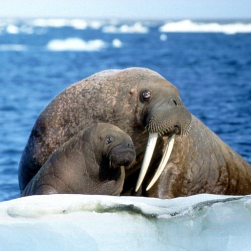 Pacific Walrus Cow With Small Calf Pacific Walrus Cow With Small Calf