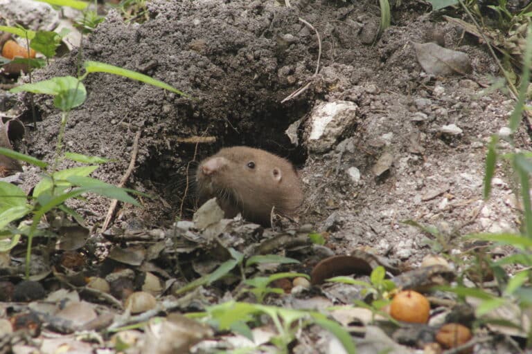 Hispid Pocket Gopher imported from iNaturalist photo 68114167 on 11 April 2024 Hispid Pocket Gopher imported from iNaturalist photo 68114167 on 11 April 2024