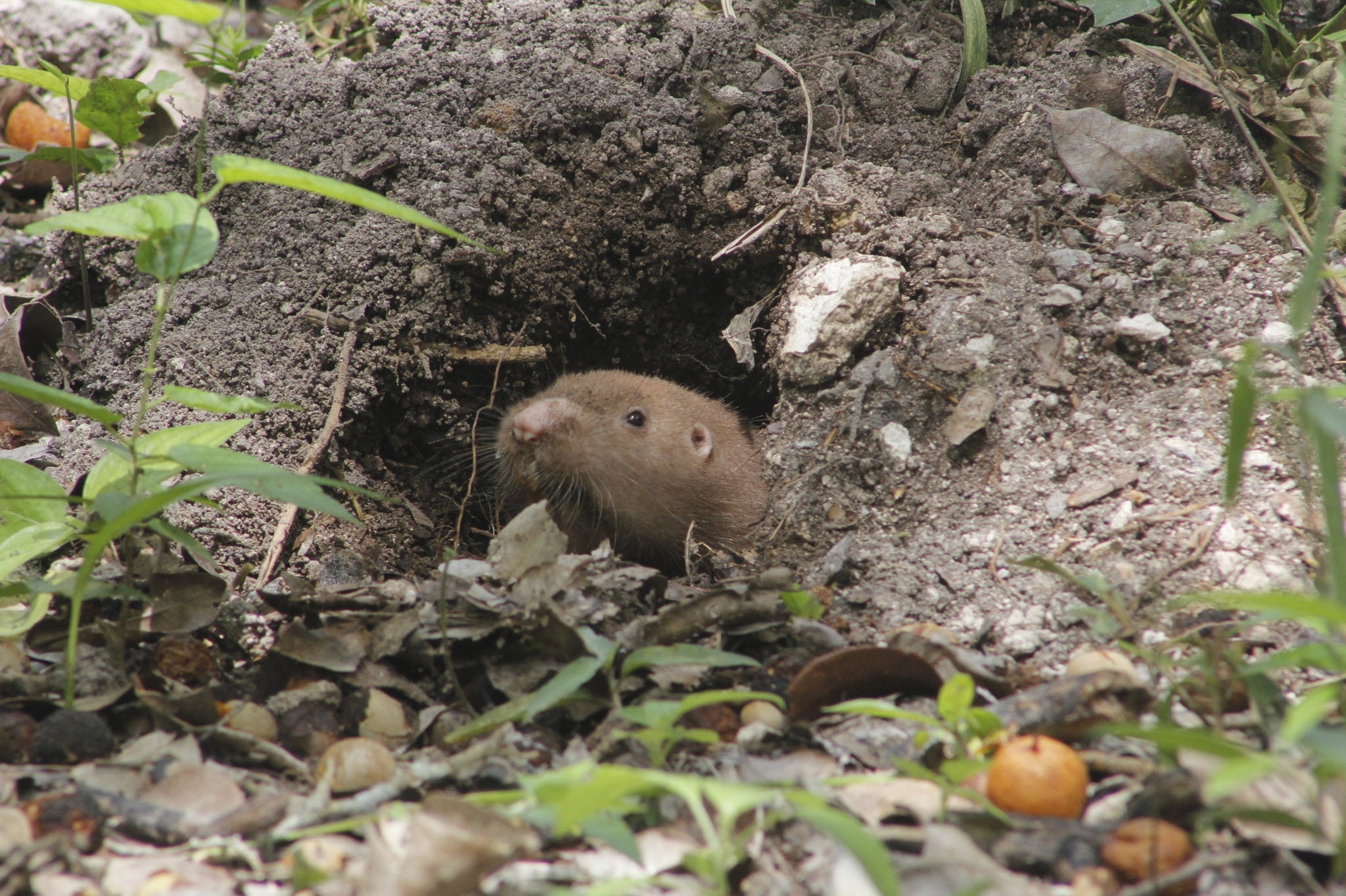Hispid Pocket Gopher imported from iNaturalist photo 68114167 on 11 April 2024 Hispid Pocket Gopher imported from iNaturalist photo 68114167 on 11 April 2024
