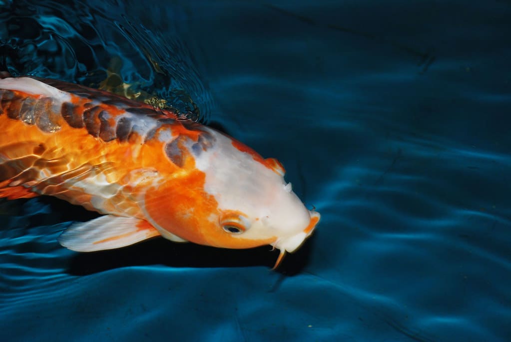 Koi fish Koi fish