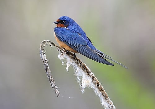 Barn Swallow (Hirundo rustica) Barn Swallow (Hirundo rustica)