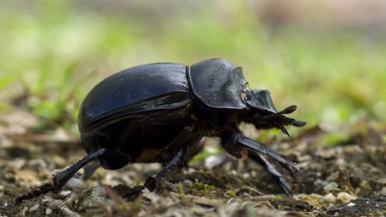 Dung beetle