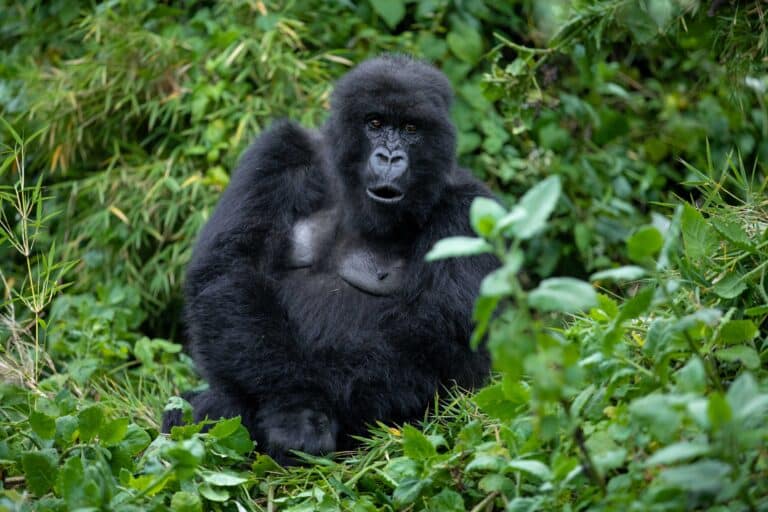 A mountain gorilla from Susa Group in Karisimbi thicket of Volcanoes National Park in Rwanda. Emmanuel Kwizera A mountain gorilla from Susa Group in Karisimbi thicket of Volcanoes National Park in Rwanda. Emmanuel Kwizera