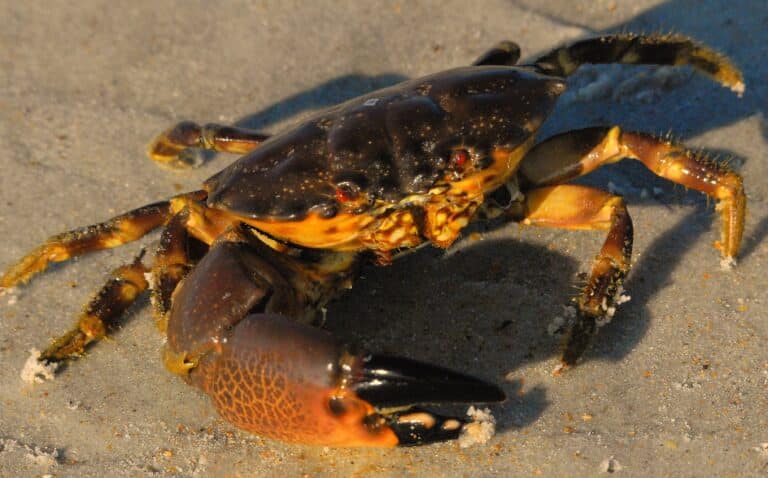 Juvenile Stone Crab at Smyrna Dunes Park – Flickr – Andrea Westmoreland Juvenile Stone Crab at Smyrna Dunes Park – Flickr – Andrea Westmoreland Crab