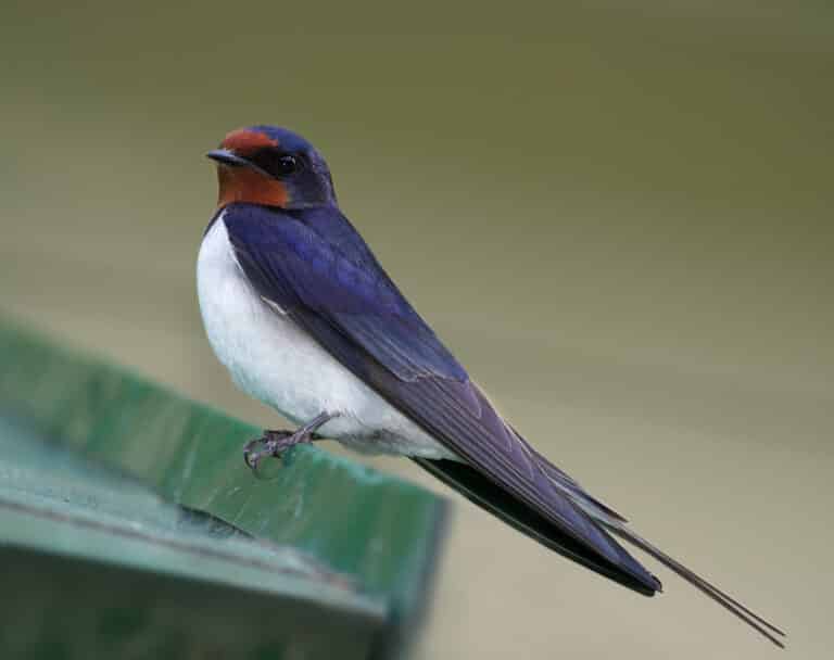 Деревенская ласточка (Hirundo rustica), Мелихово Деревенская ласточка (Hirundo rustica), Мелихово