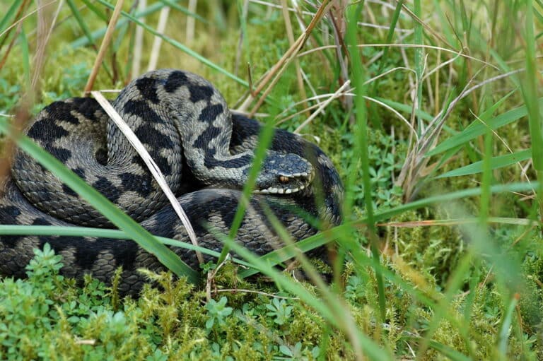 Vipera berus (Common European Adder / Adder) Vipera berus (Common European Adder / Adder)