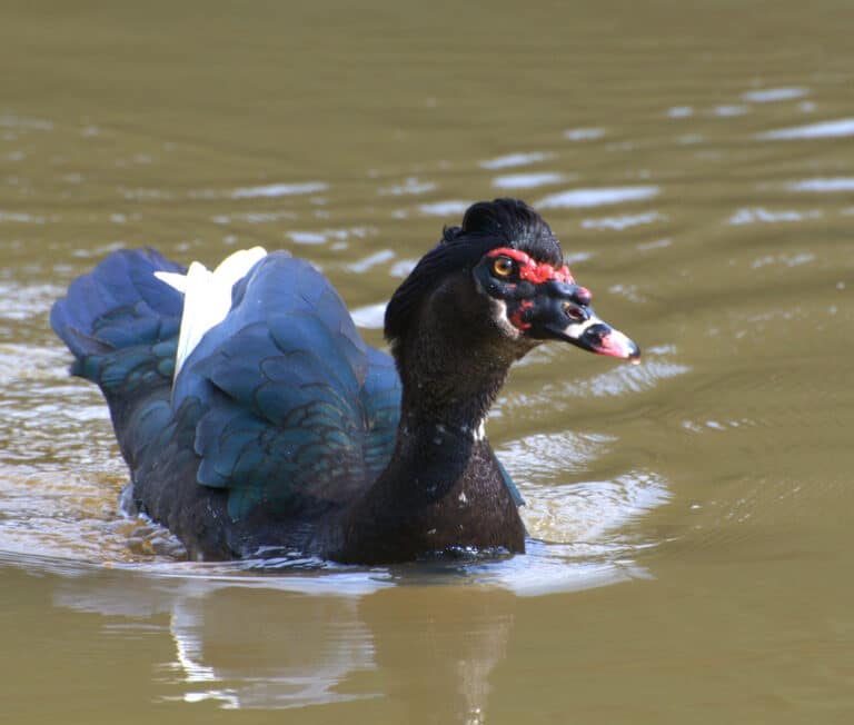 Flickr – Dario Sanches – PATO-DO-MATO (Cairina moschata) Flickr – Dario Sanches – PATO-DO-MATO (Cairina moschata)