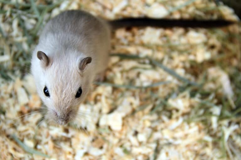 Siamese gerbil