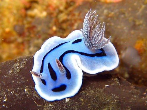 Nudibranch (Chromodoris willani) Nudibranch (Chromodoris willani)