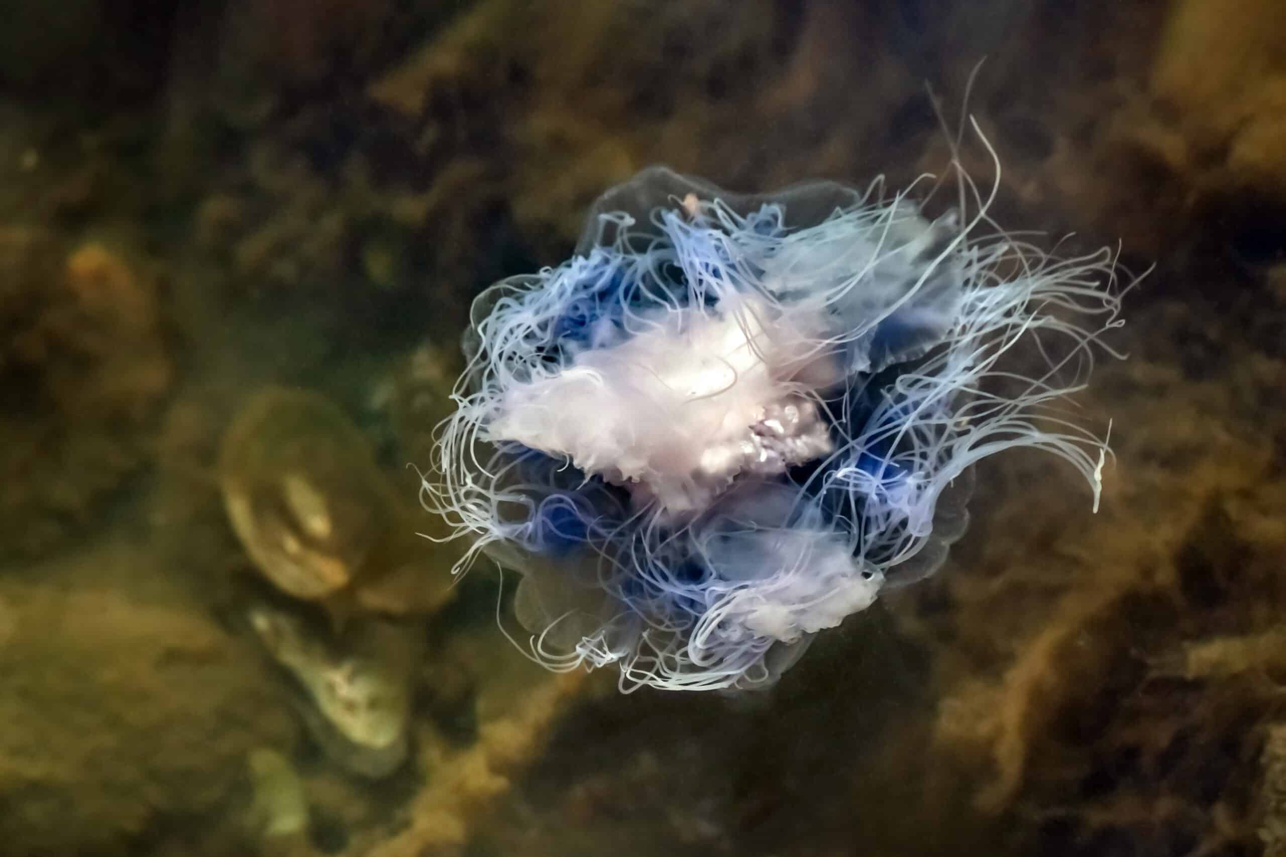 Underside of expanded bluefire jellyfish in Brofjorden at Sandvik 57 Underside of expanded bluefire jellyfish in Brofjorden at Sandvik 57