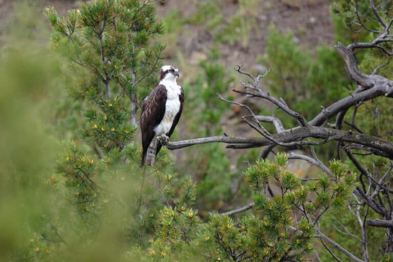 Osprey (Pandion haliaetus) perched along the Gardner River Osprey (Pandion haliaetus) perched along the Gardner River