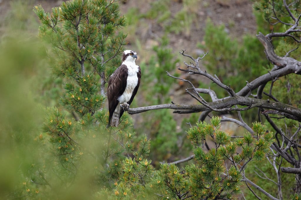 Osprey (Pandion haliaetus) perched along the Gardner River Osprey (Pandion haliaetus) perched along the Gardner River