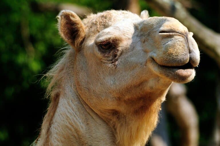 Dromedary Camel (camelus dromedarius)