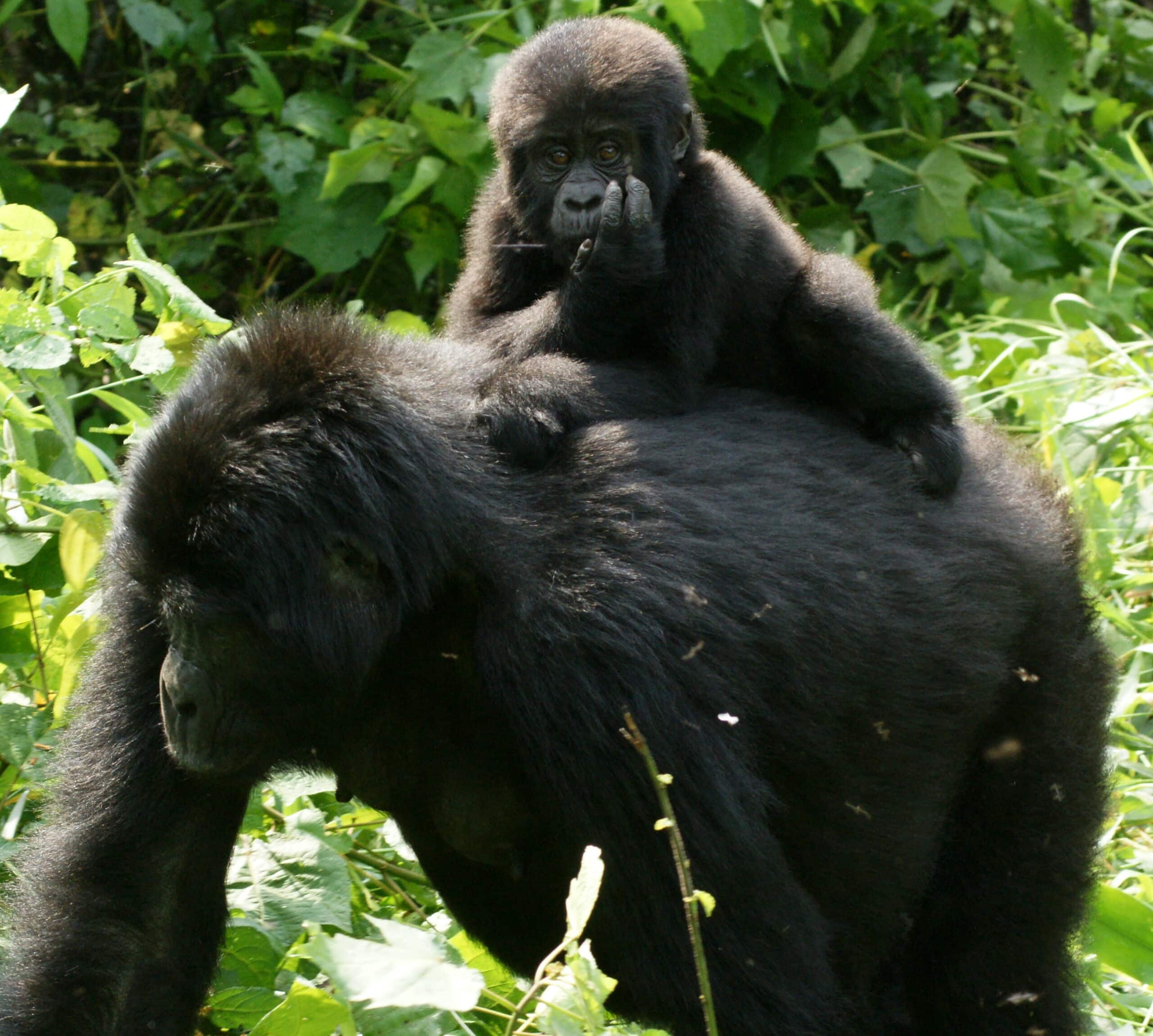 Gorillas in Uganda-3, by Fiver Löcker Gorillas in Uganda-3, by Fiver Löcker