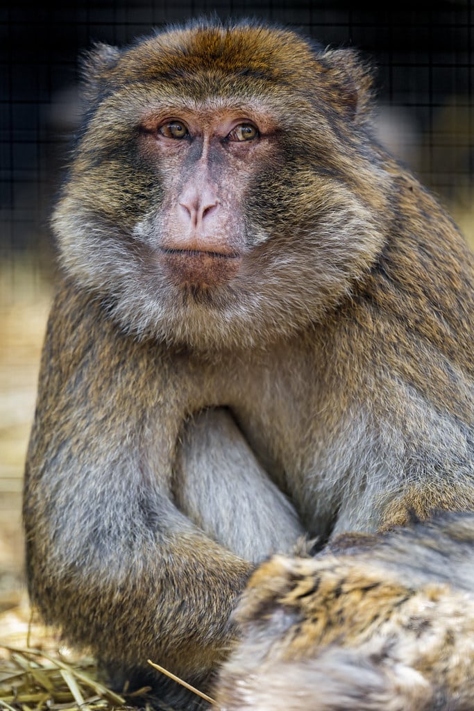 Another macaque posing Another macaque posing