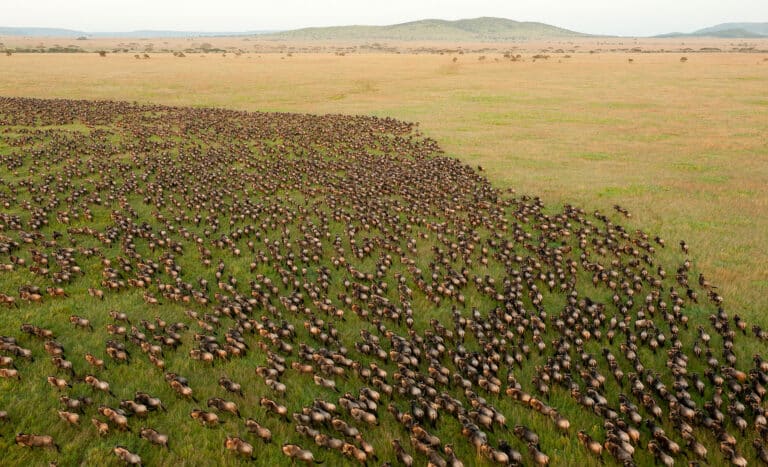 Wildebeest Migration in Serengeti National Park, Tanzania Wildebeest Migration in Serengeti National Park, Tanzania