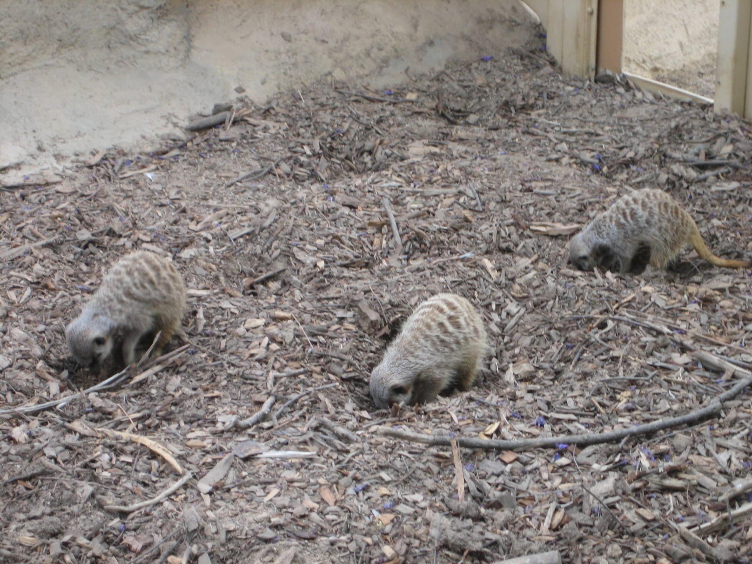 Meerkats foraging