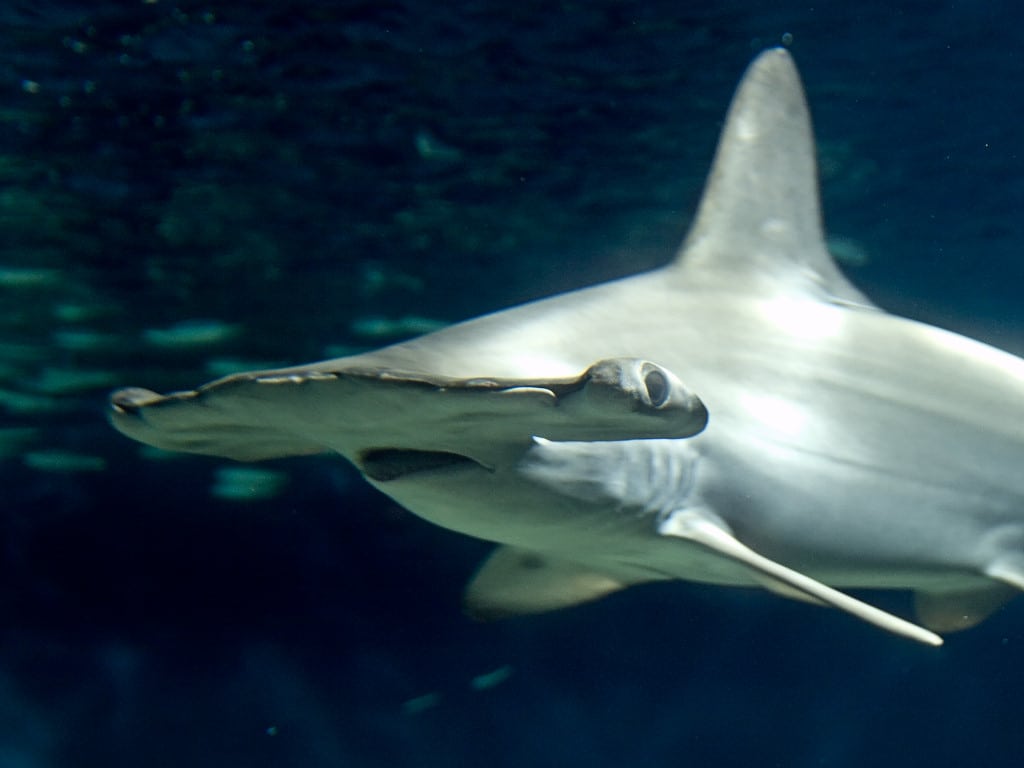 Sphyrna lewini aquarium Sphyrna lewini aquarium