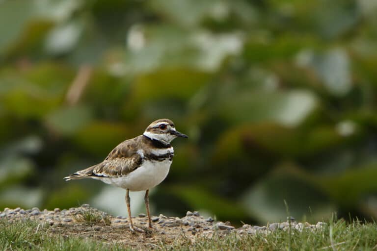 Killdeer (Charadrius vociferus) Killdeer (Charadrius vociferus)