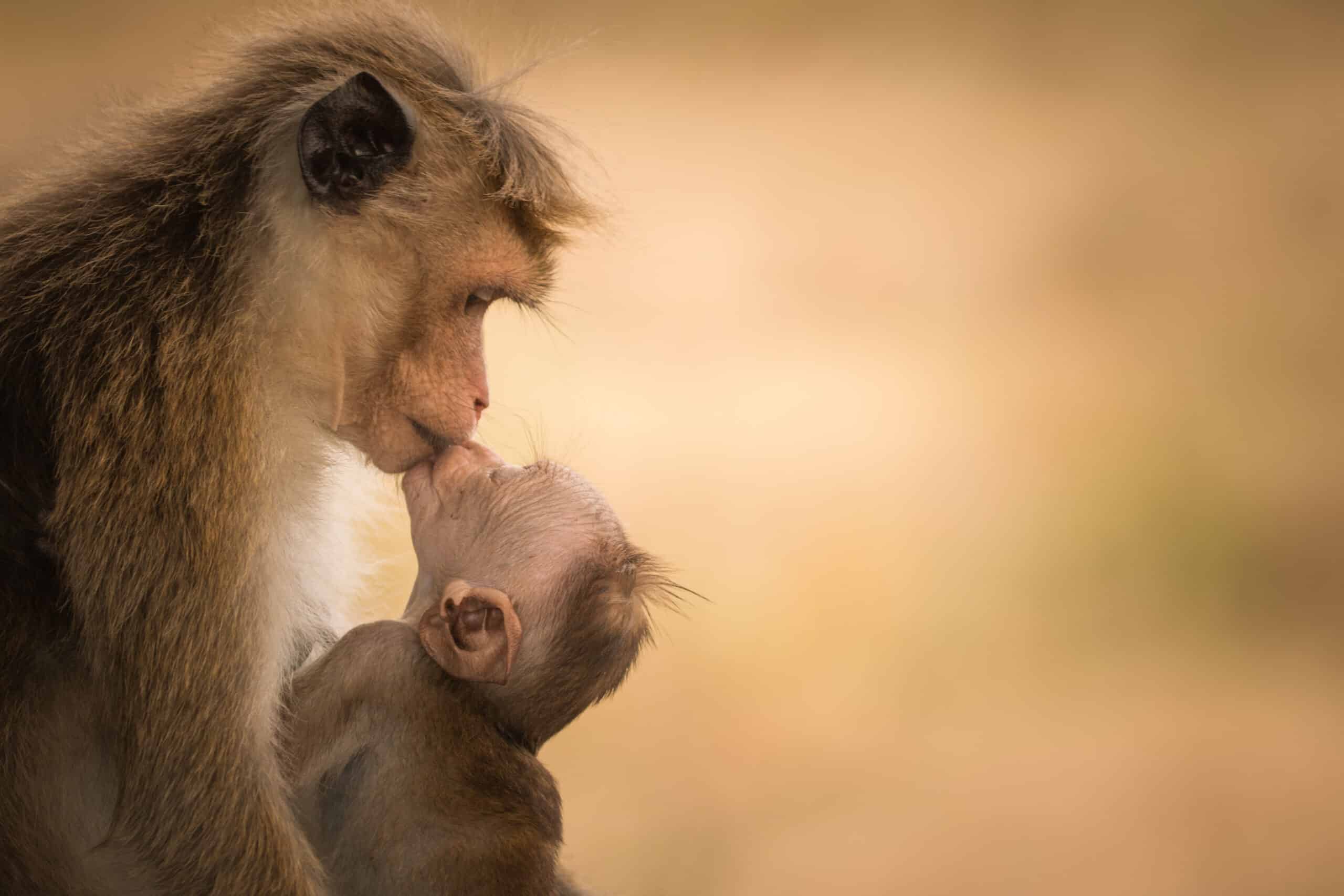 Female Toque macaque with baby – (Harmony of Life) Female Toque macaque with baby – (Harmony of Life)