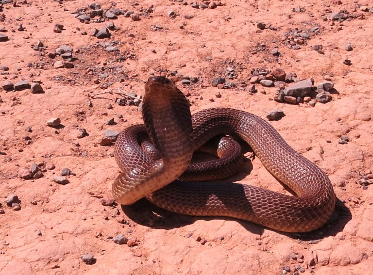 Cape cobra Naja nivea mature male hooding in defensive threat pose IMG 6734s