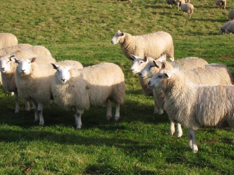 Sheep
