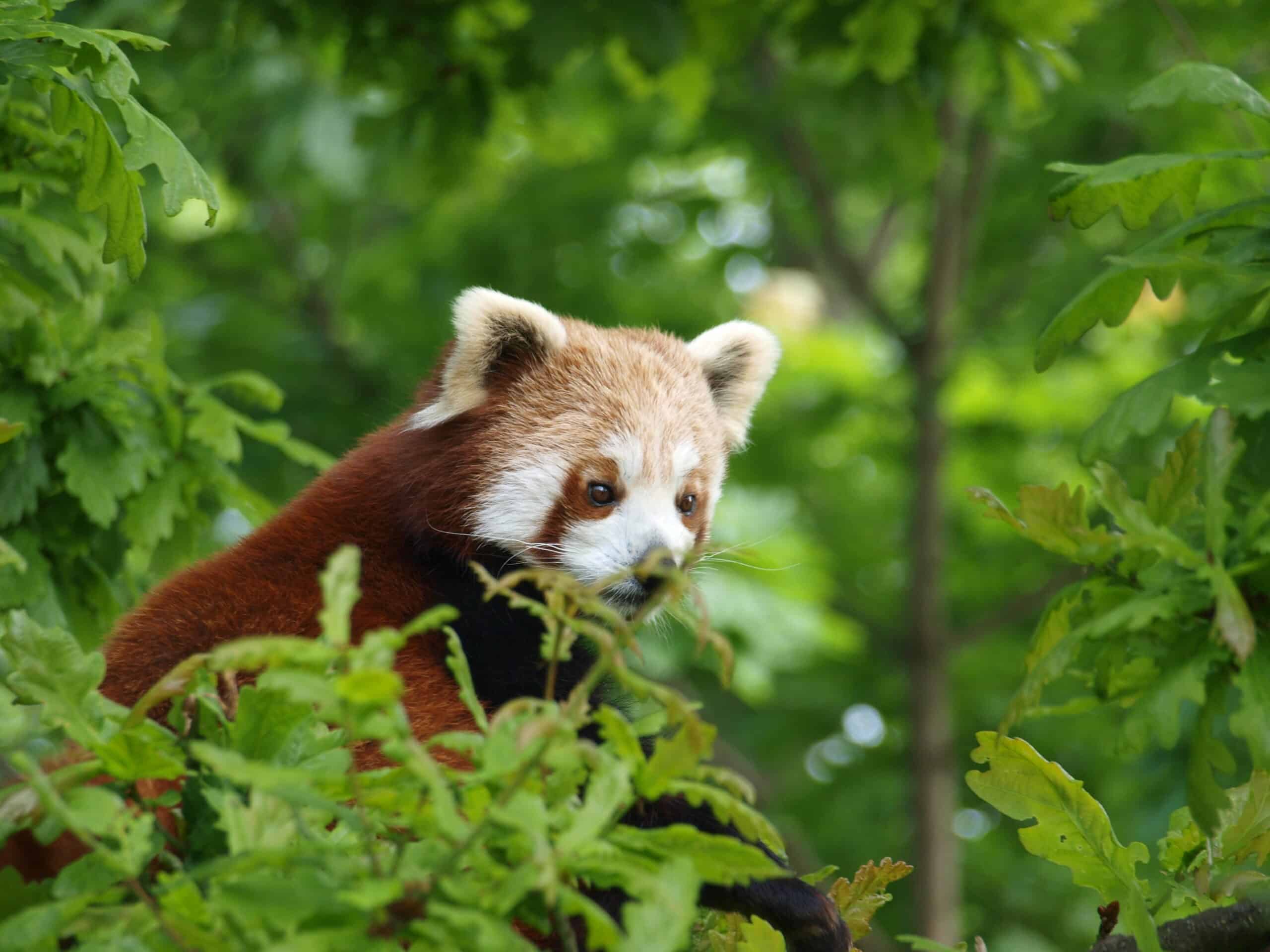 Red panda (Ailurus fulgens) – Chester Zoo – Upton by Chester, in Cheshire, England Red panda (Ailurus fulgens) – Chester Zoo – Upton by Chester, in Cheshire, England
