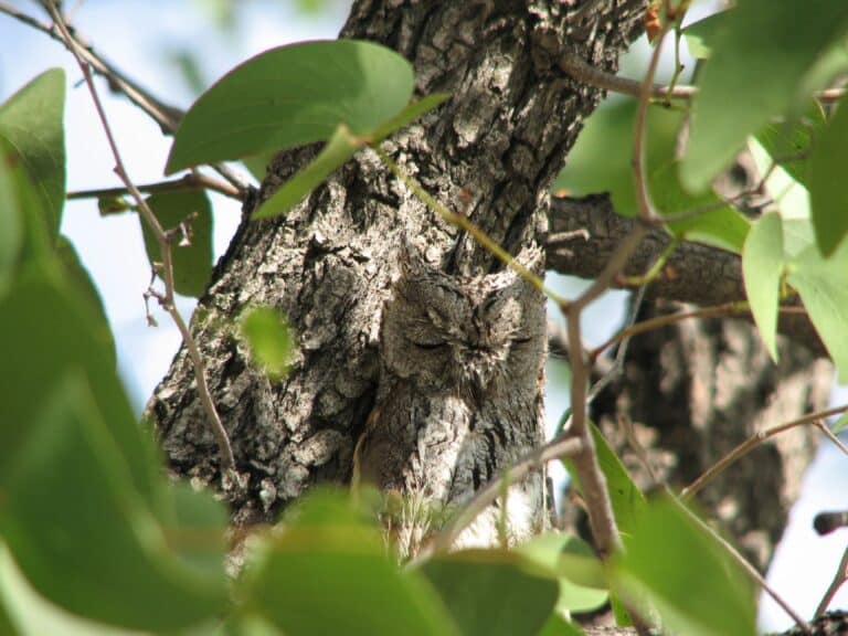African Scops owl African Scops owl
