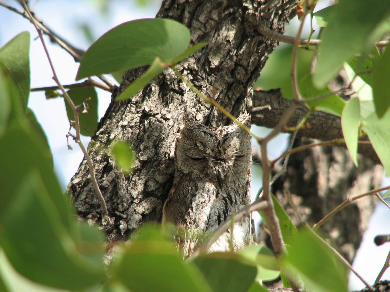 African Scops owl African Scops owl