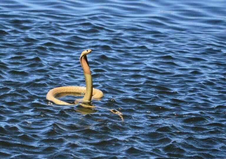 Naja nivea hooding while swimming 2 – Sonja van Zyl, crop
