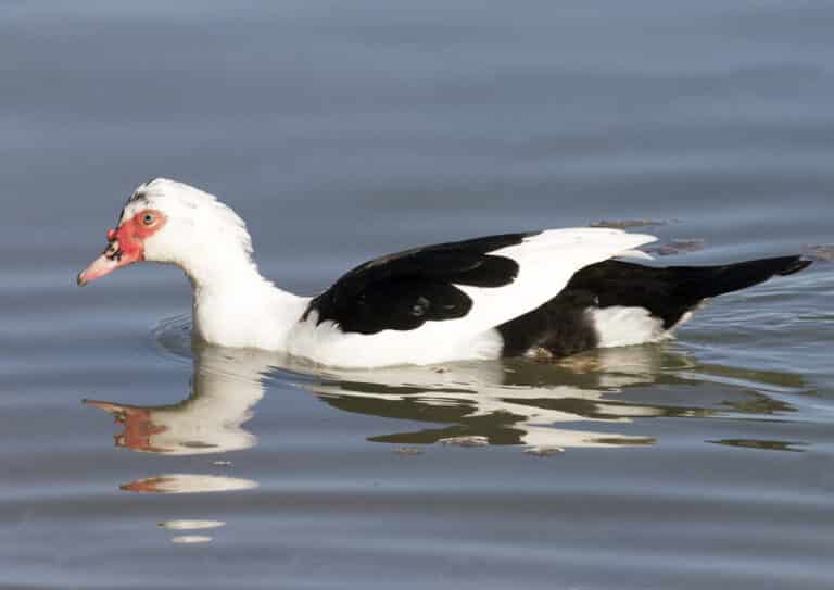 Cairina moschata – Muscovy Duck 02 Cairina moschata – Muscovy Duck 02