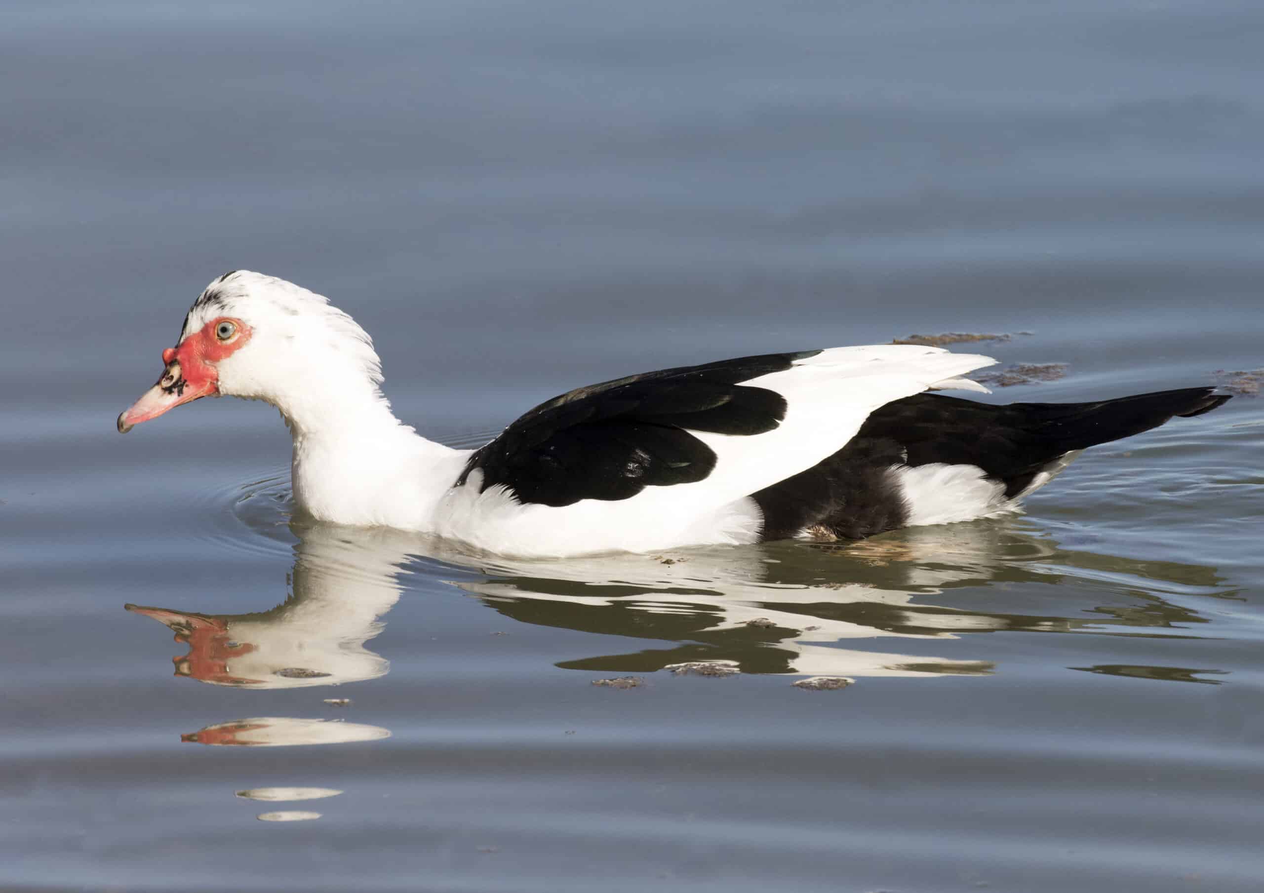 Cairina moschata – Muscovy Duck 02 Cairina moschata – Muscovy Duck 02